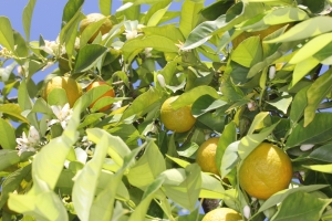 blühende Pomeranze (Citrus × aurantium)